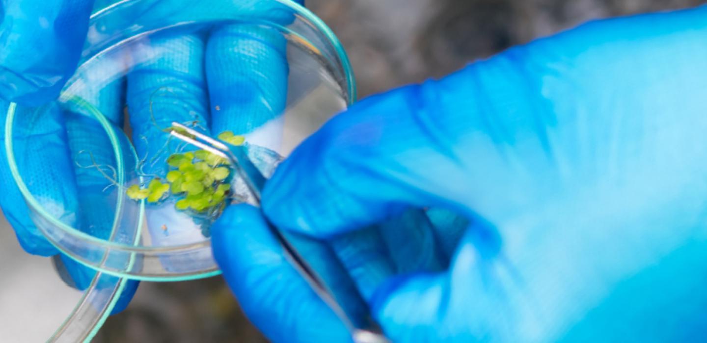 Hands holding a petri dish with organic material in it.