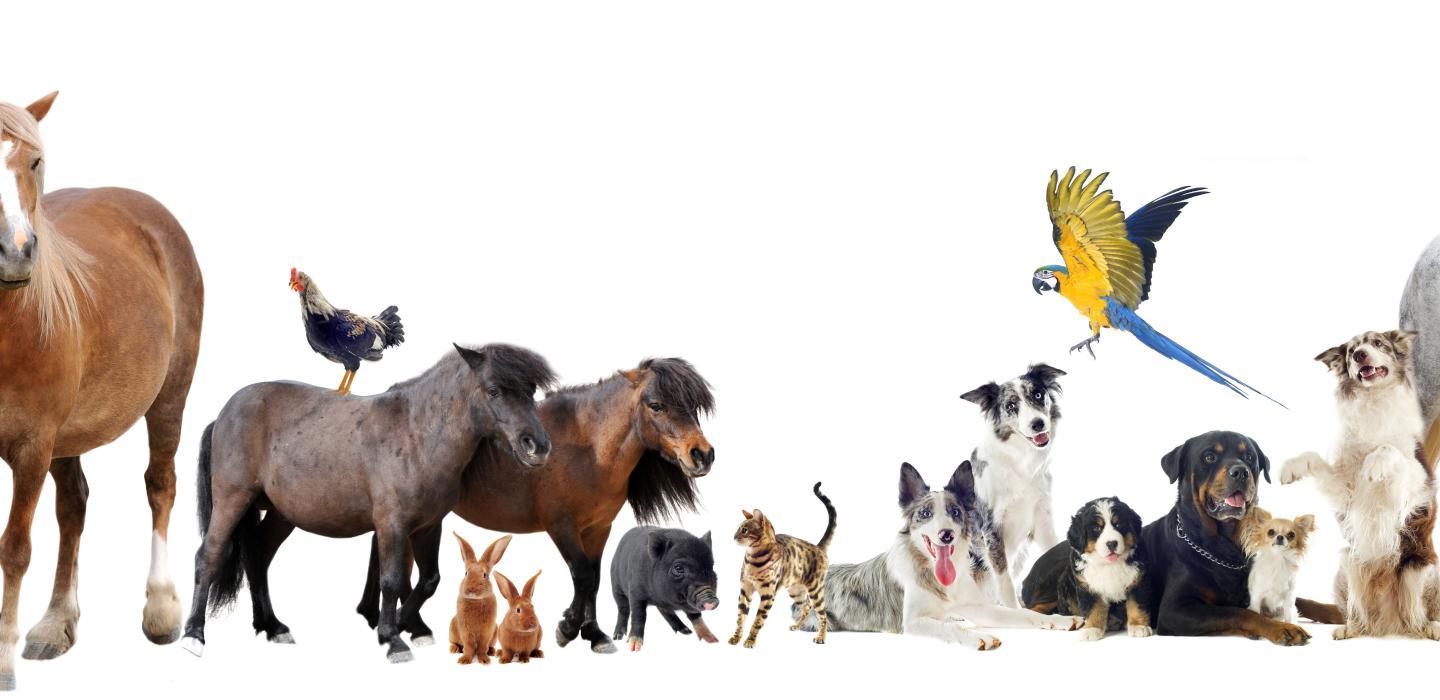 Group of farm animals and household pets